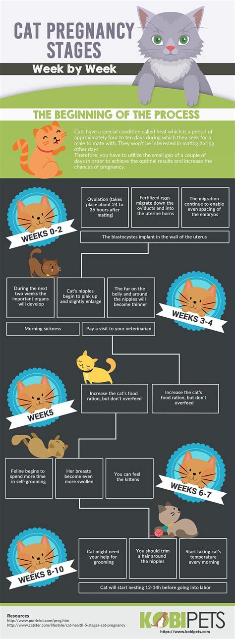 cat pregnancy timeline  labor advice kobi pets