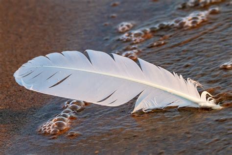 white feather    meaning   angelic sign