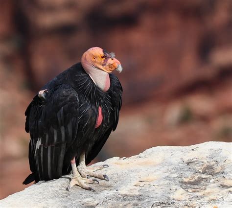 recovery   california condor celebrate urban birds