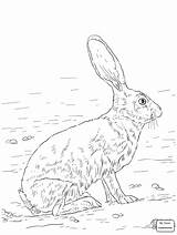 Coloring Rabbit Jackrabbit Jack Drawing Pages Tailed Hare Hares Arctic Animal Getdrawings Drawings Book sketch template