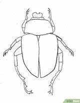 Beetle Scarab Escarabajos Beetles Bug Insectes Insectos Insecte sketch template