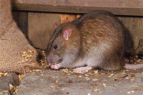 rat poison kill humans