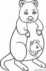 Quokka Coloringall Mammals Peccary sketch template