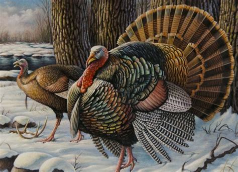 dnr announces new rules for spring turkey hunting minnesota s
