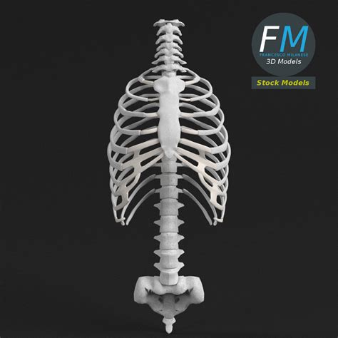 Anatomy Human Spine Torso And Rib Cage 3d Model Cgtrader