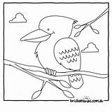 Kookaburra Outback Brisbane Brisbanekids Aboriginal Tiere Designlooter Malvorlagen Schnabeltier Popular sketch template