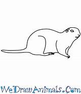 Draw Ground Squirrel Arctic Animals Tutorial Step Learn Easy Print sketch template