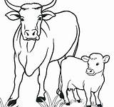 Cow Coloring Pages Printable Kids Cows Highland Longhorn Adults Drawing Cartoon Animals Book Animal Color Cute Calf Sheets Sketch Getcolorings sketch template