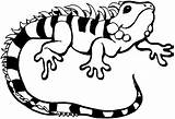 Iguana Lizard Eidechse Reptile Iguanas Anfibi Colorir Malvorlage Leguan Repteis Tiere Dibujar Ausmalbilder Imprimir Pintarcolorir Schlangen Gestreift 1477 2148 Skink sketch template