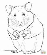 Coloring Pages Hamster Cute Hamsters Comments sketch template
