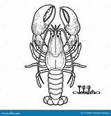 Lobster Graphic Vector Preview sketch template