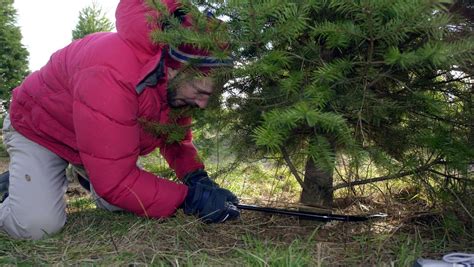 cut   christmas tree