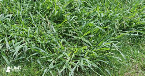 summer grass weeds lawn solutions australia