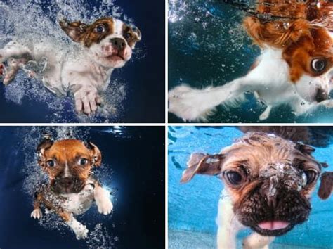 Rescue Puppies Underwater Could It Get Any Cuter The Hollywood Gossip