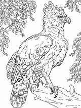 Harpy Eagle Coloring Getdrawings sketch template