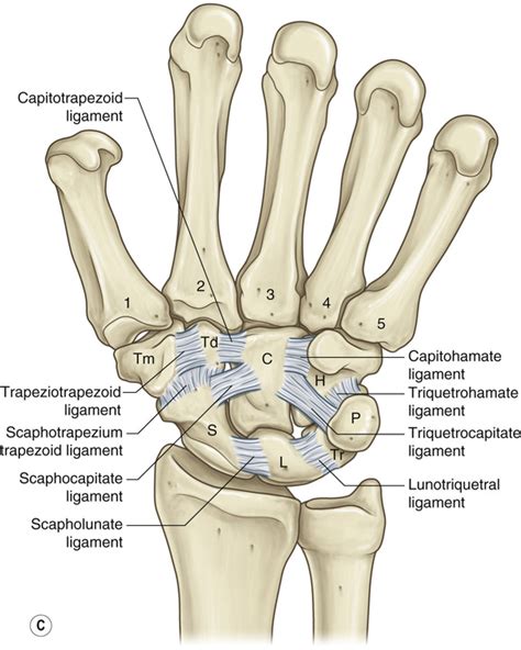 carpal injuries  hand arthritis plastic surgery key
