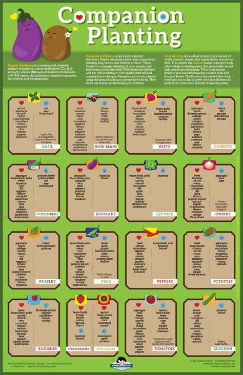 companion planting chart visual guide plan  organic garden