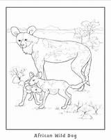 African Dog Coloring Wild Pages Colouring Getcolorings Getdrawings Color sketch template