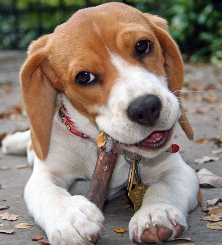 beagle mix pictures dog beagles