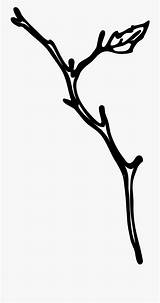 Twig Clipart Clip Branch Mj Maddie Cliparts Webstockreview Pinclipart Resolution Clipground Library sketch template