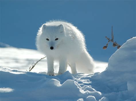 arctic fox  fox  endangered   global warming losing