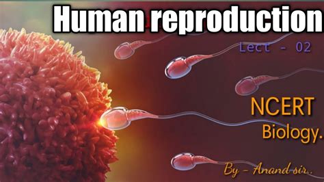 human reproductionlecture  youtube