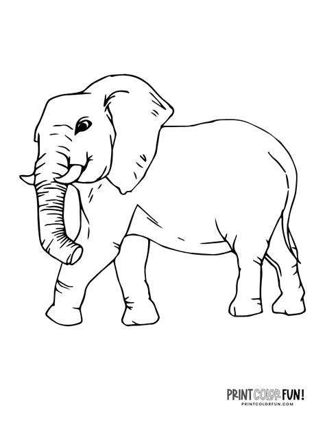 coloring  elephants elephant coloring pages baby adult