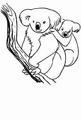 Koala Coloring Drawing sketch template