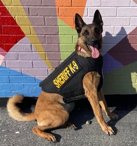 Knox Countys K9 Brenna Receives Donation Of Body Armor Prairie