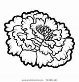 Coloring Marigold Pages Flower Drawing Popular sketch template