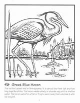 Heron Coloring Blue Pages Great Bird Printable Herron Herons Adult Pixshark Colouring Stencils sketch template