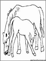 Coloring Foal Pages Mother Its Color Library Clipart Line sketch template