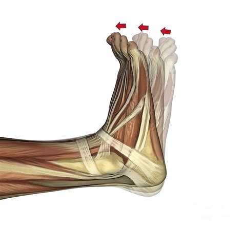 dorsiflexion of the foot artwork photograph by d and l graphics