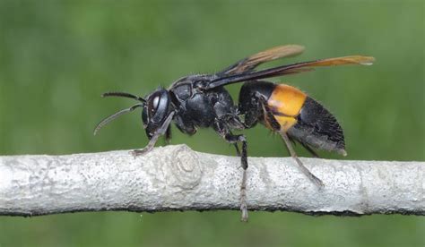 Asian Hornets Could Sweep Scotland This Summer The Pest Experts Ayrshire