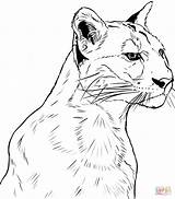 Coloring Puma Pages Cougar Face Printable Color Sheet Drawing Panther Mountain Popular Onlinecoloringpages Categories sketch template