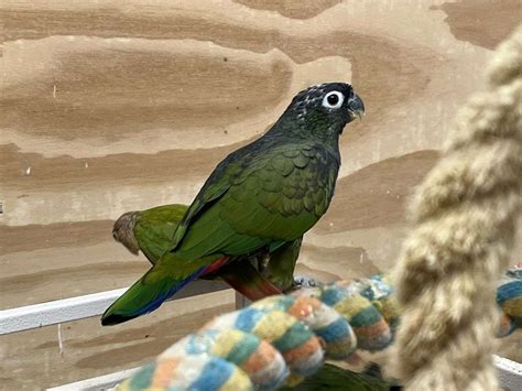 beautiful male maximilian pionus parrot