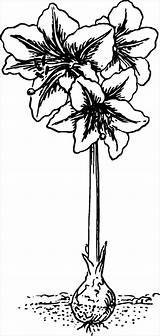 Amaryllis Botanical sketch template