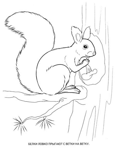 forest animals coloring pages   print forest animals