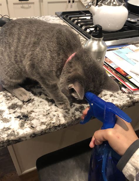 innocent cat  fucking executed rpeoplefuckingdying