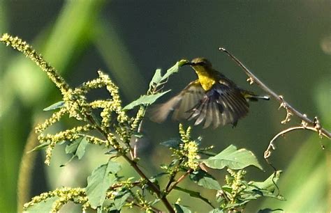 olive backed sunbird hovering bird ecology study group