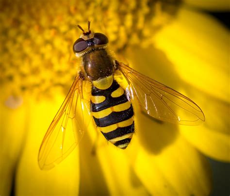 hoverfly hoverfly insects species