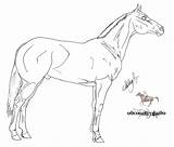 Horse Quarter Pages Coloring Template Stallion sketch template