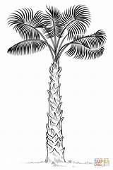 Coloring Palm Tree Pages Draw Drawing Cabbage Trees Drawings Printable Print Step Template African Coconut Tutorials Popular Supercoloring Categories sketch template