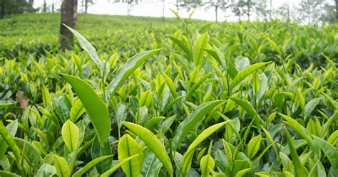 explore  enticing tea plantations  india easemytripcom