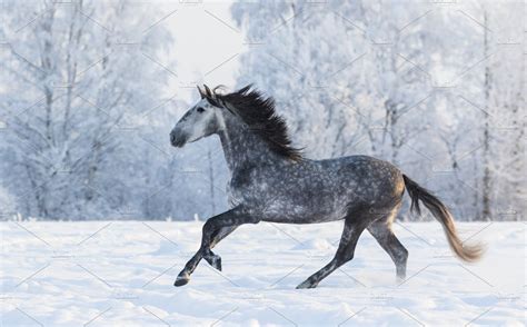 galloping grey horse high quality animal stock  creative market