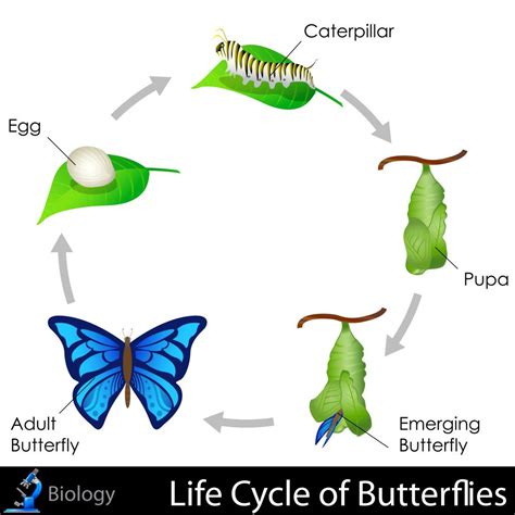 life cycle  butterflies education science butterfly lifecycle