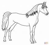 Cheval Arabian Araber Cavallo Kleurplaat Paard Coloriage Arabo Ausmalbilder Pferde Ausmalbild Kleurplaten Paarden Imprimer Coloriages Arabisch Duizenden Krijg Cavalli Stampare sketch template