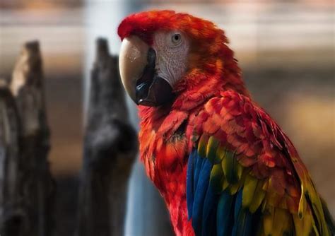 are parrots really that bad for asthma read this