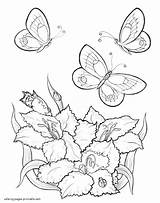 Coloring Butterfly Pages Flowers Butterflies Flower Flying Printable Drawing Simple Adults Over Awesome Color Insect Insects Colorings Getdrawings Getcolorings Print sketch template