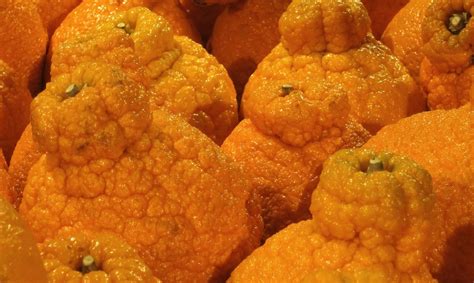 sweet sumo orange fruit stages juicy trending surge